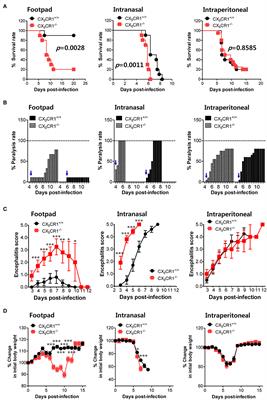 Indispensable Role of CX3CR1+ Dendritic Cells in Regulation of Virus-Induced Neuroinflammation Through Rapid Development of Antiviral Immunity in Peripheral Lymphoid Tissues